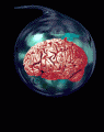 brain1.gif